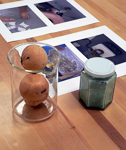 Two oak galls in a beaker and a jar of iron(II) sulfate, ingredients of iron gall ink. The papers on the table are instructions for making the ink. Photograph taken at the California State Archives, 1020 